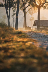 Naklejka premium Misty forest sunrise cabin countryside nature trees sunlight morning rural landscape wooden hut peaceful atmosphere foggy environment tranquil scenery with warm golden light through tall trees