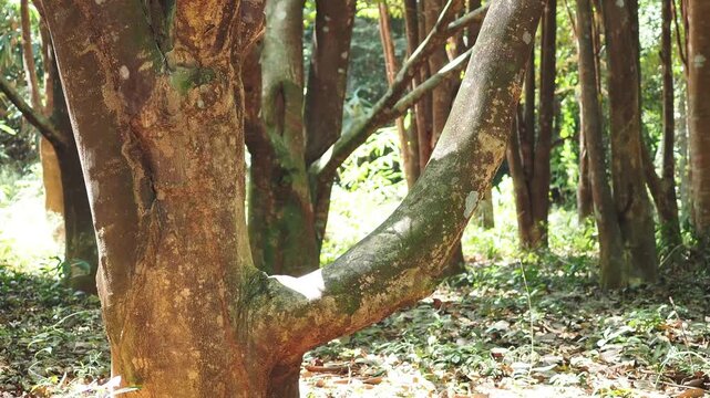 Agarwood tree in the plant,Perfume industry