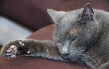 Closeup of a gray cat sleeps comfortably on a soft surface, showing relaxed posture and extended paw.