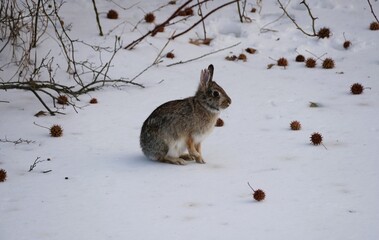 A brown rabbit sits alert on snowy ground surrounded by winter vegetation and seed pods.