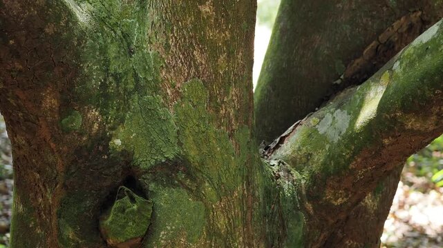 Agarwood tree in the plant,Perfume industry
