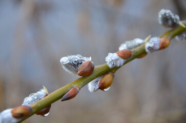 Wassertropfen auf Weidenk&auml;tzchen