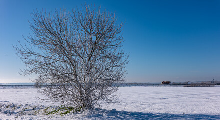 Paysage enneigés, Yves, Charente Maritime, France © jujud3100