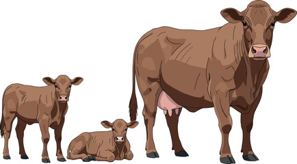Brown cow with two small calves standing and sitting on white background, dairy cattle livestock farming illustration, vector art. © Lunavera art