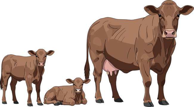 Brown cow with two small calves standing and sitting on white background, dairy cattle livestock farming illustration, vector art.