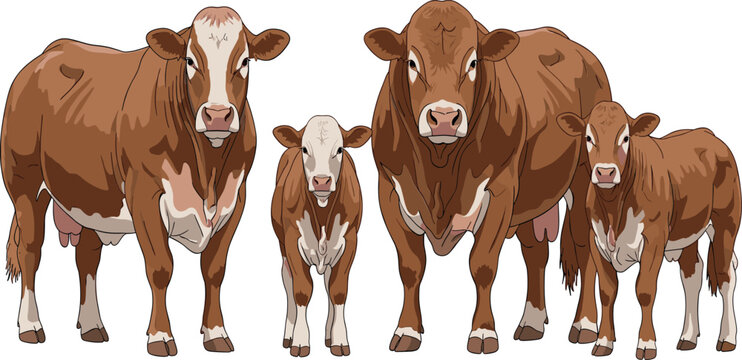 Cows vector illustration of a cattle family group on white background