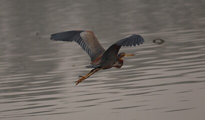 Heron in flight