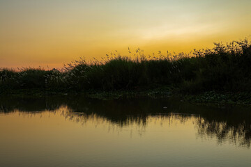 Dramatic golden yellow sunset sky reflecting on still river water featuring dark silhouette of tall pampas grass and peaceful nature background.