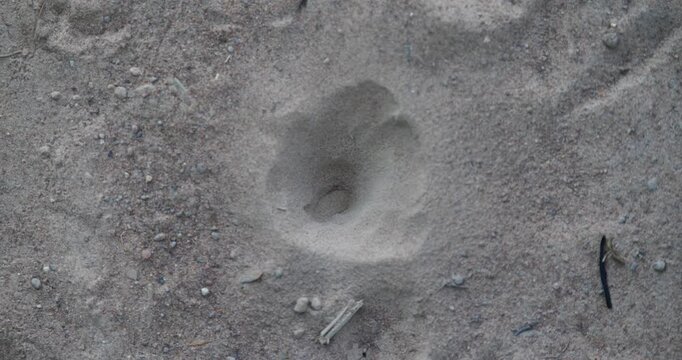 Antlion larva throwing sand ,Sand pit trap of an antlion