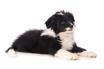 Liegender Border Collie Welpe isoliert auf wei&szlig;em Grund