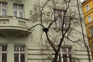 A bird nest is visible on a tree without leaves in a city during winter. Bare branches surround the nest, and the urban environment is present in the background in cold-season daylight. © Alena