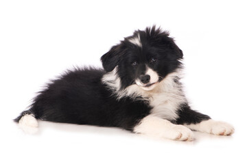 Liegender Border Collie Welpe isoliert auf wei&szlig;em Grund