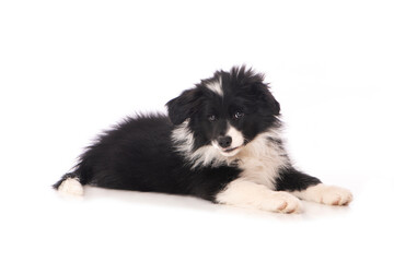 Liegender Border Collie Welpe isoliert auf wei&szlig;em Grund