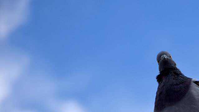 A curious pigeon against a bright blue sky.