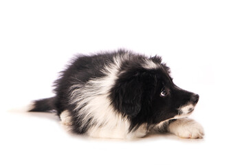 Liegender Border Collie Welpe isoliert auf wei&szlig;em Grund