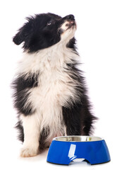 Border Collie Welpe mit Futternapf