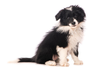 Sitzender Border Collie Welpe isoliert auf wei&szlig;em Grund