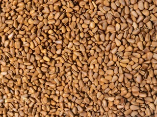 Fototapeta premium Pine Nuts