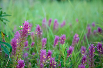 Fototapeta premium Annual herbaceous plant Melampyrum arvense.