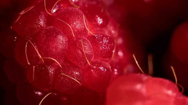 Macro background video featuring ripe raspberries in extreme close-up. The camera moves upward and stops, revealing a rich organic texture ideal for food advertising, design and healthy lifestyle.