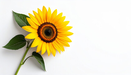 Obraz premium Bright yellow sunflower with fresh green leaves beautifully isolated on a clean white background, embodying summer joy and natural splendor