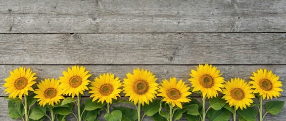 Obraz premium Cheerful sunflower garden blooms rustic wooden background nature photography bright environment eye-level view floral symbolism of happiness and growth