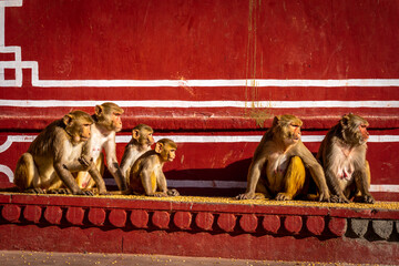 Rhesus macaque monkey family in Galta Ji temple courtyard Jaipur © Rupendra143