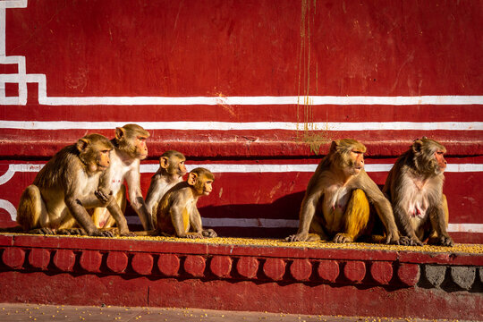 Rhesus macaque monkey family in Galta Ji temple courtyard Jaipur