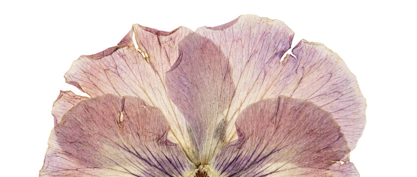 Close-up pressed flower petal in soft purple and beige tones, detailed veins, isolated on transparent background.