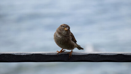 Fototapeta premium A sparrow stands on a metal rod.