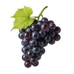 Fototapeta premium A cluster of ripe black grapes hanging from a vine with a single leaf isolated on transparent background