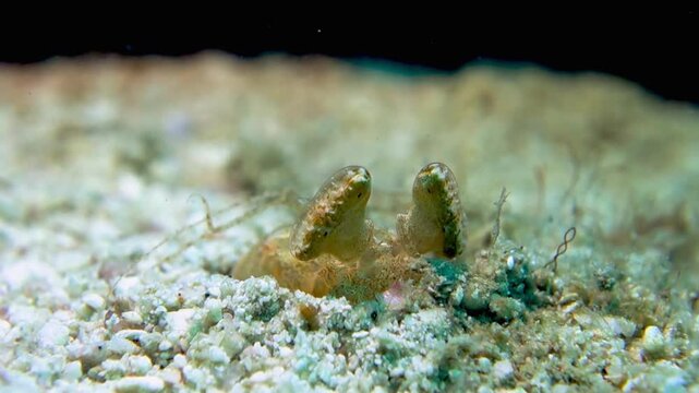 Macro close-up of a colorful mantis shrimp partially buried in sandy sea floor, vibrant tropical coral environment, natural sunlight, exotic marine life, cinematic underwater 4K video.