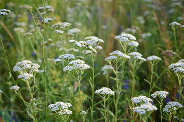 Common yarrow (Achillea) white flowers close up. Medicinal organic natural herbs, plants concept. Wild yarrow, wildflower. © Kulbabka