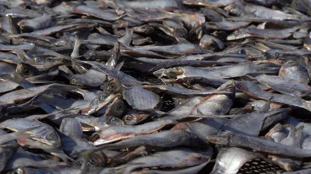 Jatka hilsa fish drying in sunlight for traditional dried fish processing