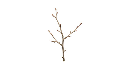 Fototapeta premium A small bare tree branch on transparent background