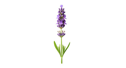 Obraz premium A single lavender flower on transparent background