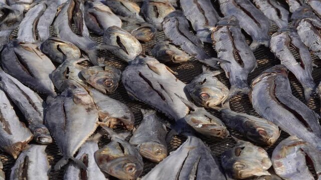 Close up of sun dried fish arranged on net for traditional seafood processing