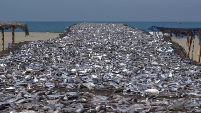 Sun drying fish on coastal beach with blue sea background