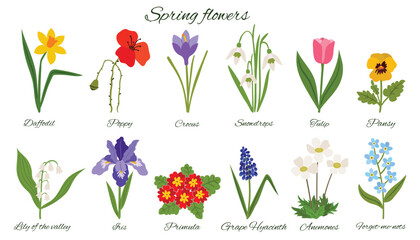 A botanical set of twelve common spring flowers with cursive labels. Collection of vibrant floral elements in cartoon flat style like tulip, iris, poppy, and daffodil, crocus and more.