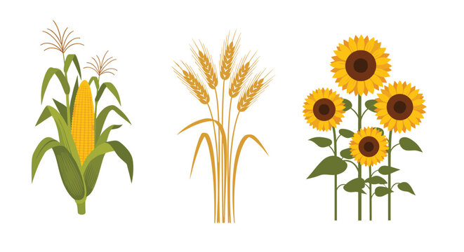 Trio of agricultural illustrations featuring a tall corn stalk golden wheat ears and a group of bright sunflowers on white.