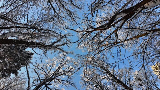 Snow sprinkled the crowns of trees in clear sky, rising up through leafless forest canopy with sunlight shining on hoarfrost, tall pine and birch branches frame the azure space, a calm meditative mood