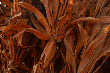 Warm, close-up of tangled dried corn leaves in brown tones, offering rugged texture and natural rustic charm. Ideal for autumn harvest, farm life and home decor projects. © Matt