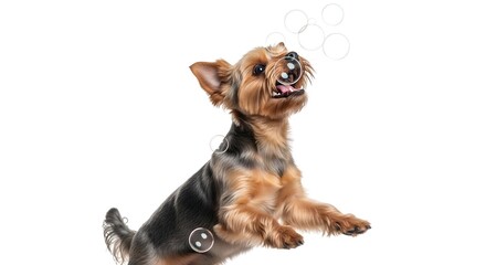 Cute Yorkshire Terrier Puppy Isolated on White Background