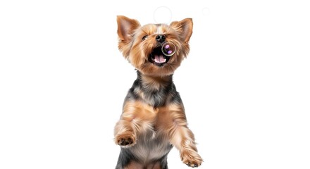 Cute Yorkshire Terrier Puppy Isolated on White Background