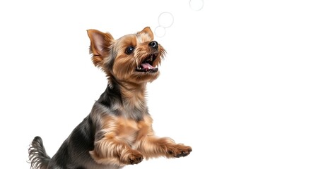 Cute Yorkshire Terrier Puppy Isolated on White Background