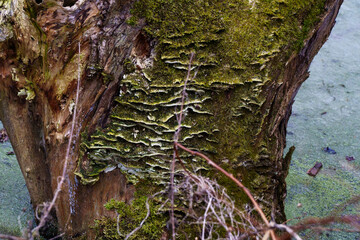 Okolice jeziora Pławniowice - mech i drzewa © rob