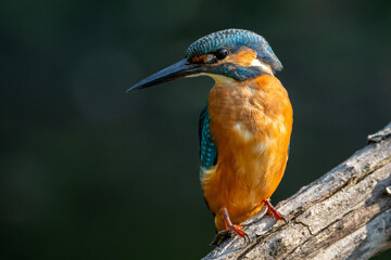 Fototapeta premium kingfisher watching