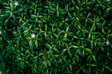 Vibrant green foliage background, perfect for organic and nature-themed designs.