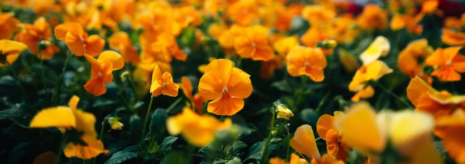 Fotobehang Viooltje Close-up of bright orange pansies in a field under warm sunlight.  © artrachen