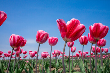 チューリップ畑
